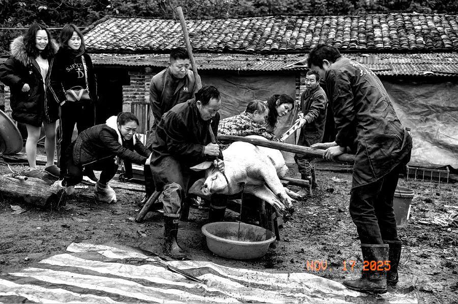 这是我见过最窝囊的小偷，偷完猪肉，第二天晚上又偷摸给送回来了。那是三十多年前