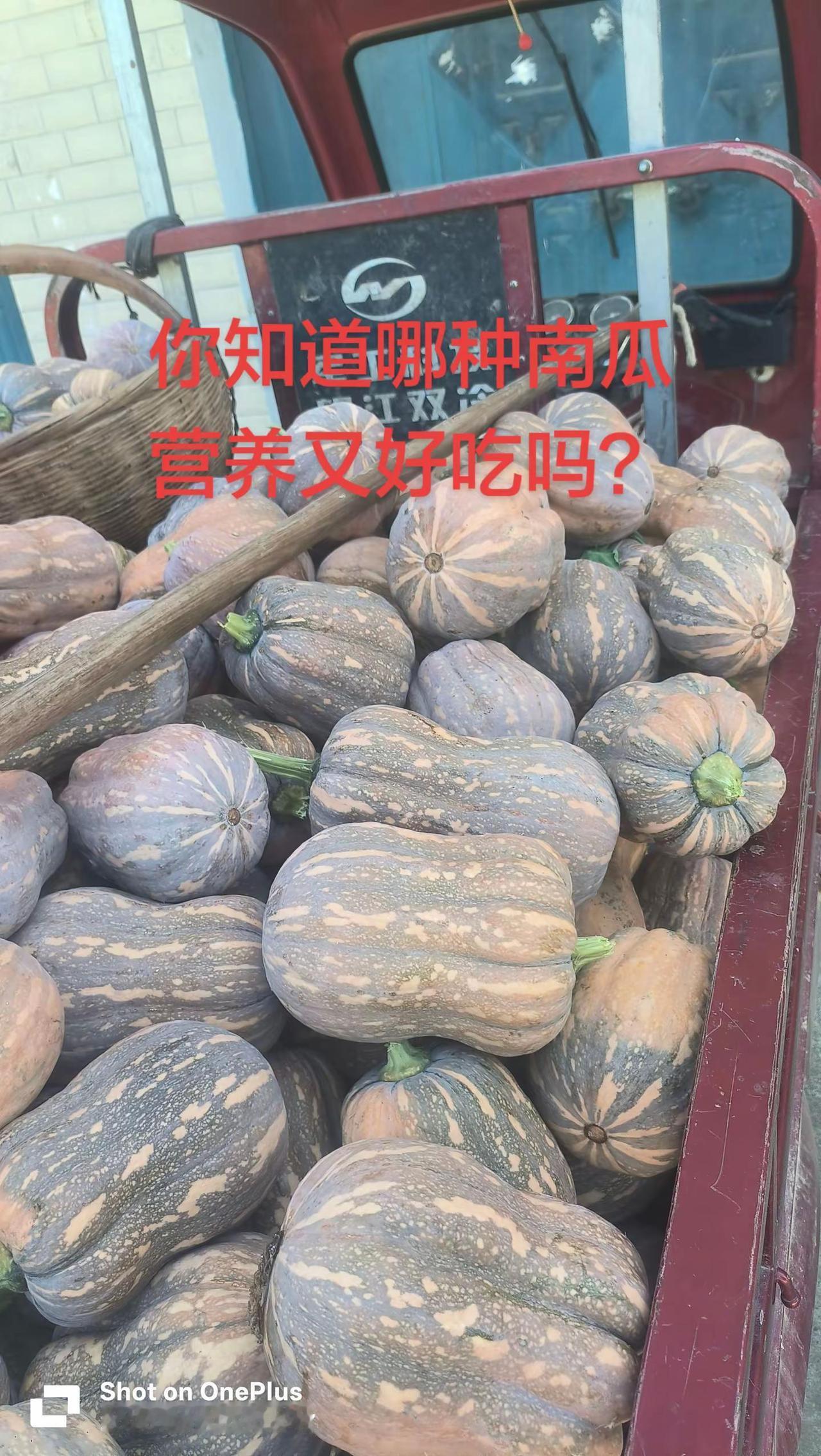 你知道哪种南瓜营养又好吃吗。不一样的南瓜南瓜熟了种出优质农产品种地的收获