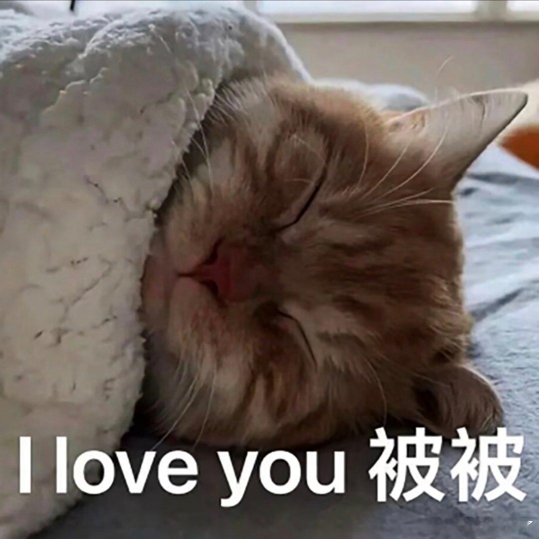 猫咪表情包。