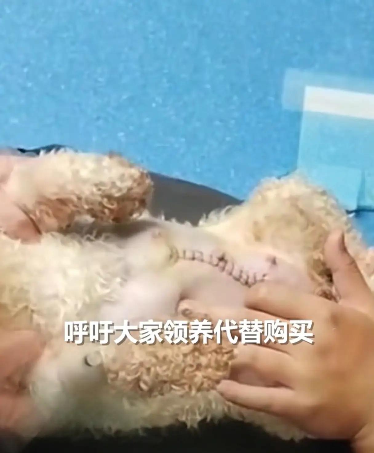 11月27日，温州瑞安外滩岸边，一只比熊犬被剖腹遗弃，肠道全露在外面，伤得吓人！