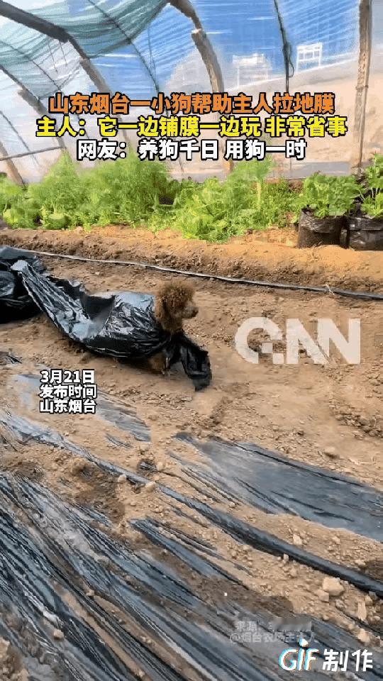 “太惊喜了！”3月21日报道山东烟台一男子在大棚里干活，家里的小狗总在地里跑来跑