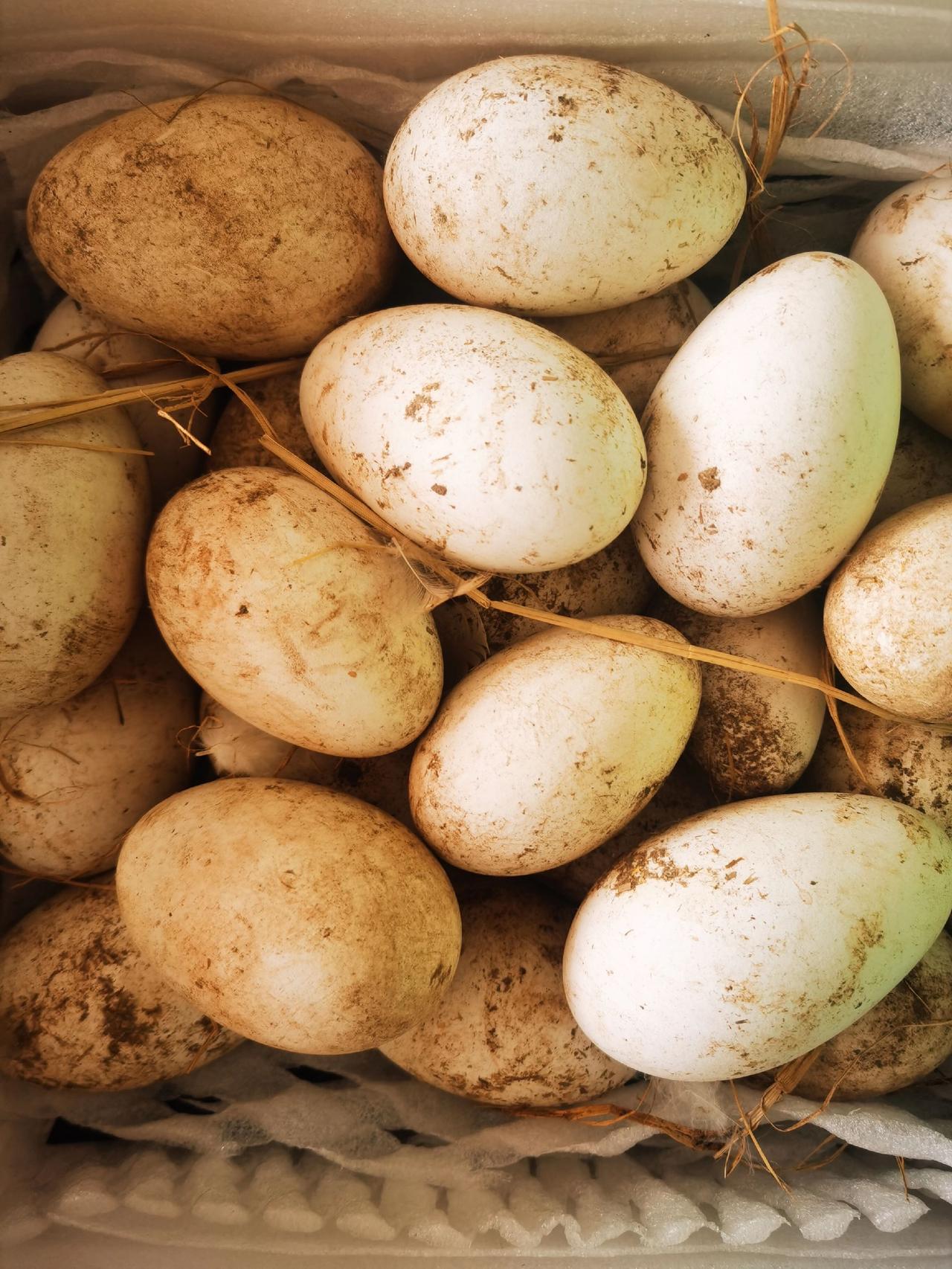 徒弟送了我一筐大鹅下的蛋鹅蛋，请问一下鹅蛋怎么做比较好吃。😂😂鹅来运转抓大鹅