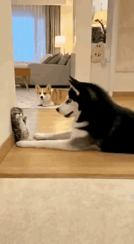 大型“作死现场”！二哈趁猫妈外出拿捏小猫，小猫举手求饶，结果被归来的猫妈劈脸一掌