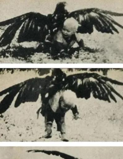这是1932年的挪威，照片中年仅3岁的女孩阿明在草原陪大人放羊时，不慎被金雕误以
