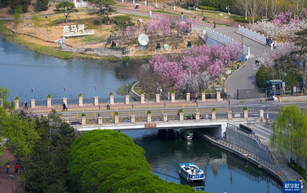  4月1日，春意渐浓，北京的多条河岸，花开朵朵成溪，荡漾着春天的浪漫，吸引众多市