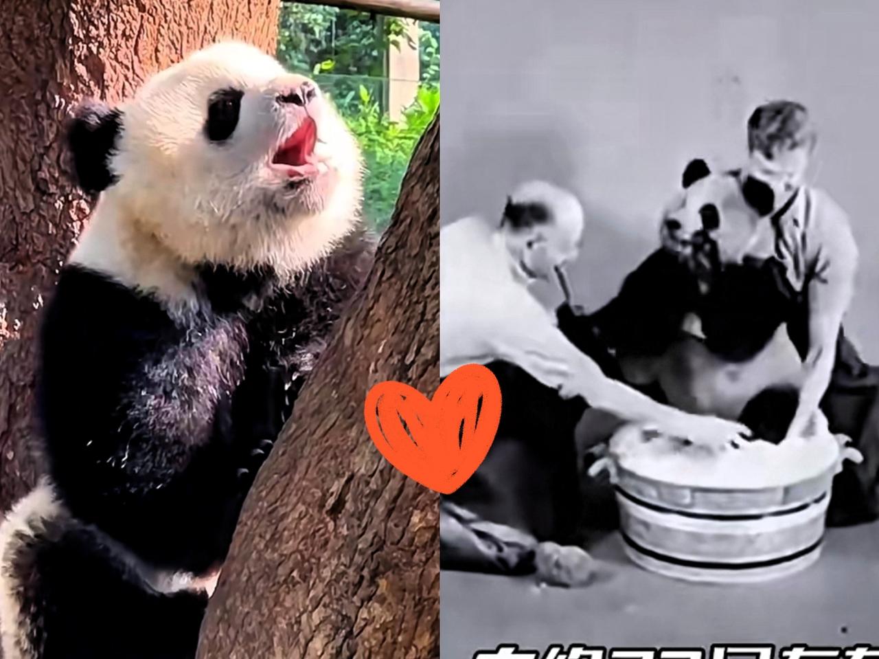 大熊猫欣欣全球唯一无法归国的大熊猫！藏着最戳心的温柔与遗憾！它是中墨外交赠礼