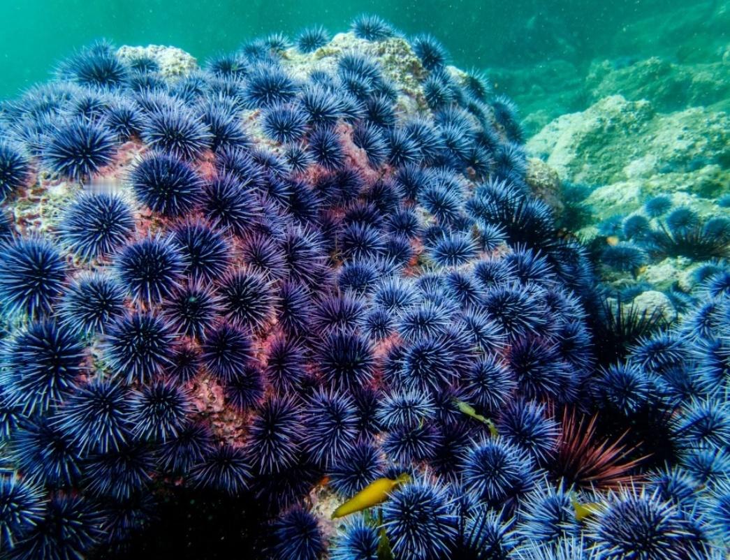 每天一条冷知识最新研究发现，海胆体内最丰富的细胞就是神经元，其神经组织遍布全身