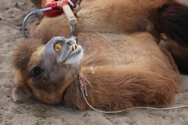 20头整容骆驼参加选美被抓包：嘴唇打肉毒、驼峰填硅胶，为4亿奖金太疯狂人类