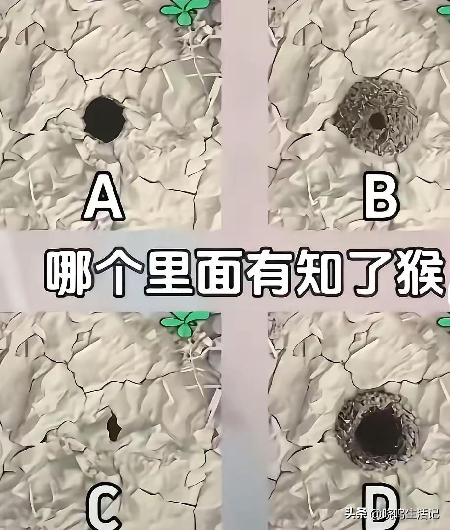 A，夏日雨后，屋后小楼林里到处都是知了猴。