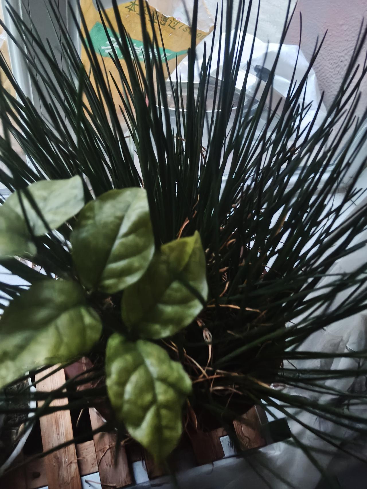 不许东风再动摇明朝成化年间，南京有位名妓叫林奴儿，字秋香，色艺双绝。她的书画