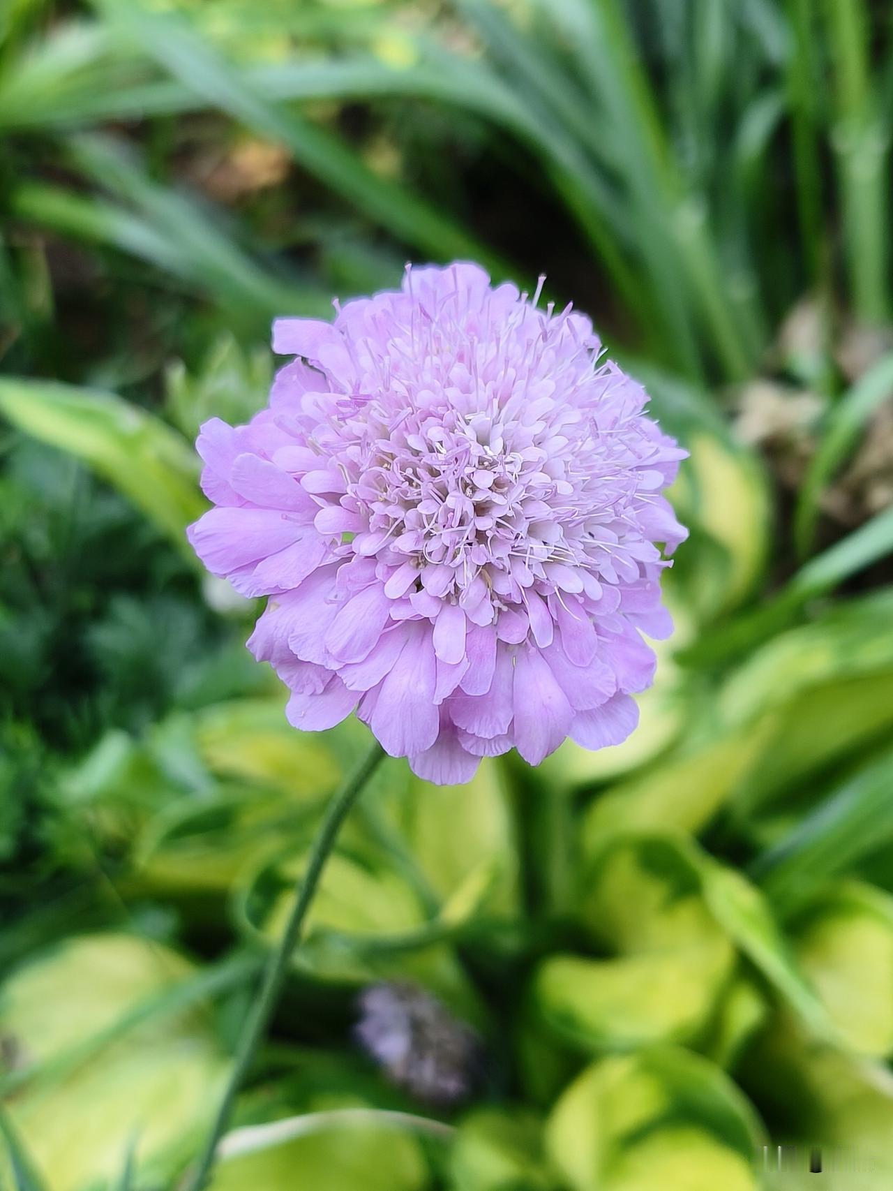 ＃蓝盆花＃蓝盆花，亦称作松虫草、山萝卜。蓝盆花并非只有常见的蓝紫色，还有粉色