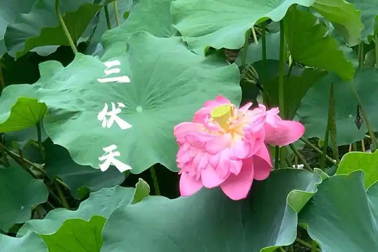 三伏天，建议男人：不差钱多吃5种“软黄金”！体力足精力旺，平安一夏到了三伏天，