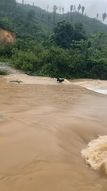 水流这么大，狗狗怎么做到这么稳，它居然顺利通过[赞]