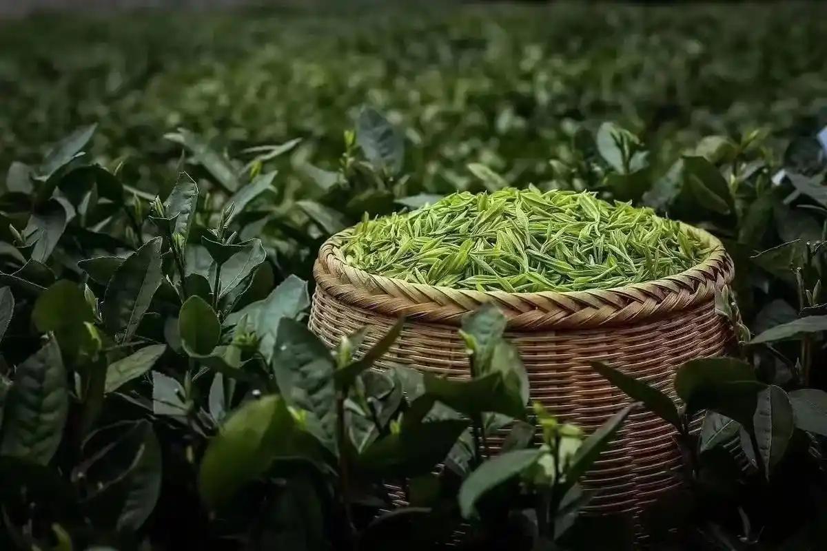 人到中年该喝什么茶？建议3喝2不喝，养出好体质，别喝错了人到中年，身体不像年轻