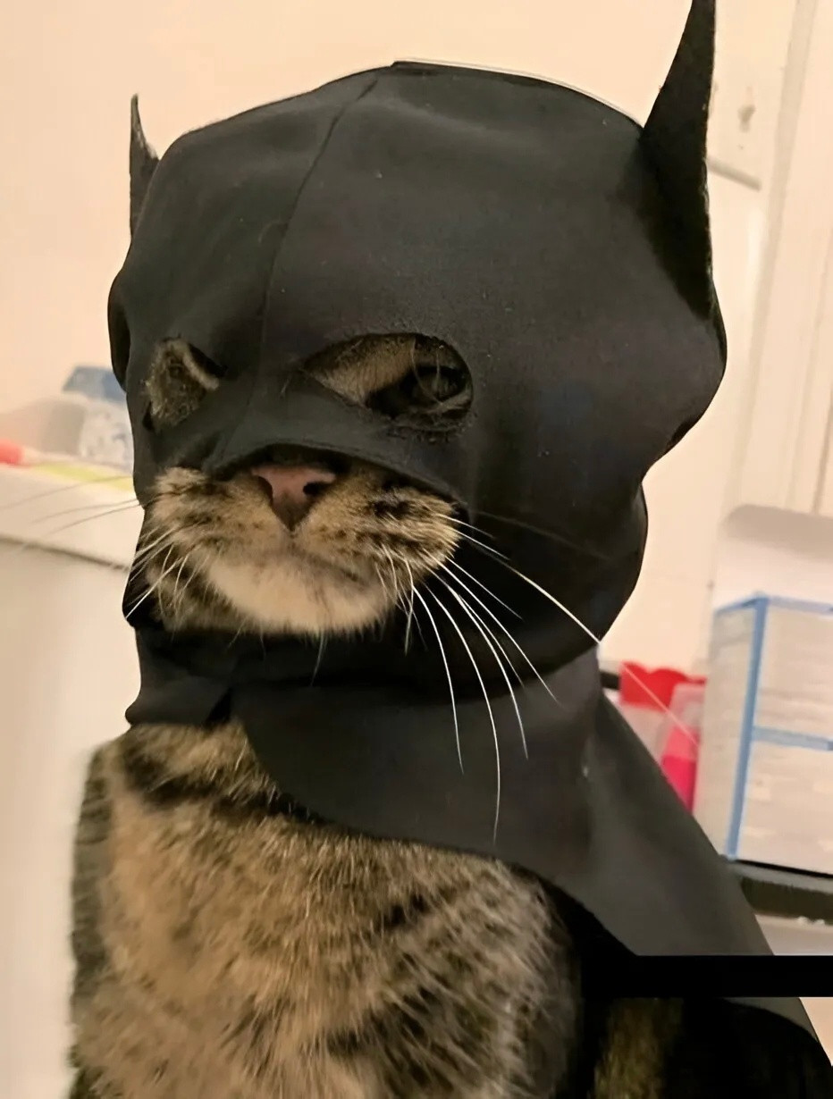 你是冒充的蝙蝠侠吗？不，我是猫充的蝙蝠侠！​​​