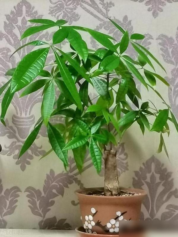 谁不想家里又温馨又吉利？！最近好多人问客厅养花选啥，既要净化空气又要寓意好，今天