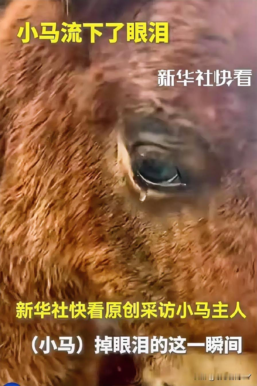万物有灵且深情，幼马思母落泪令人动容！在四川成都，一匹刚出生仅14天的小马，