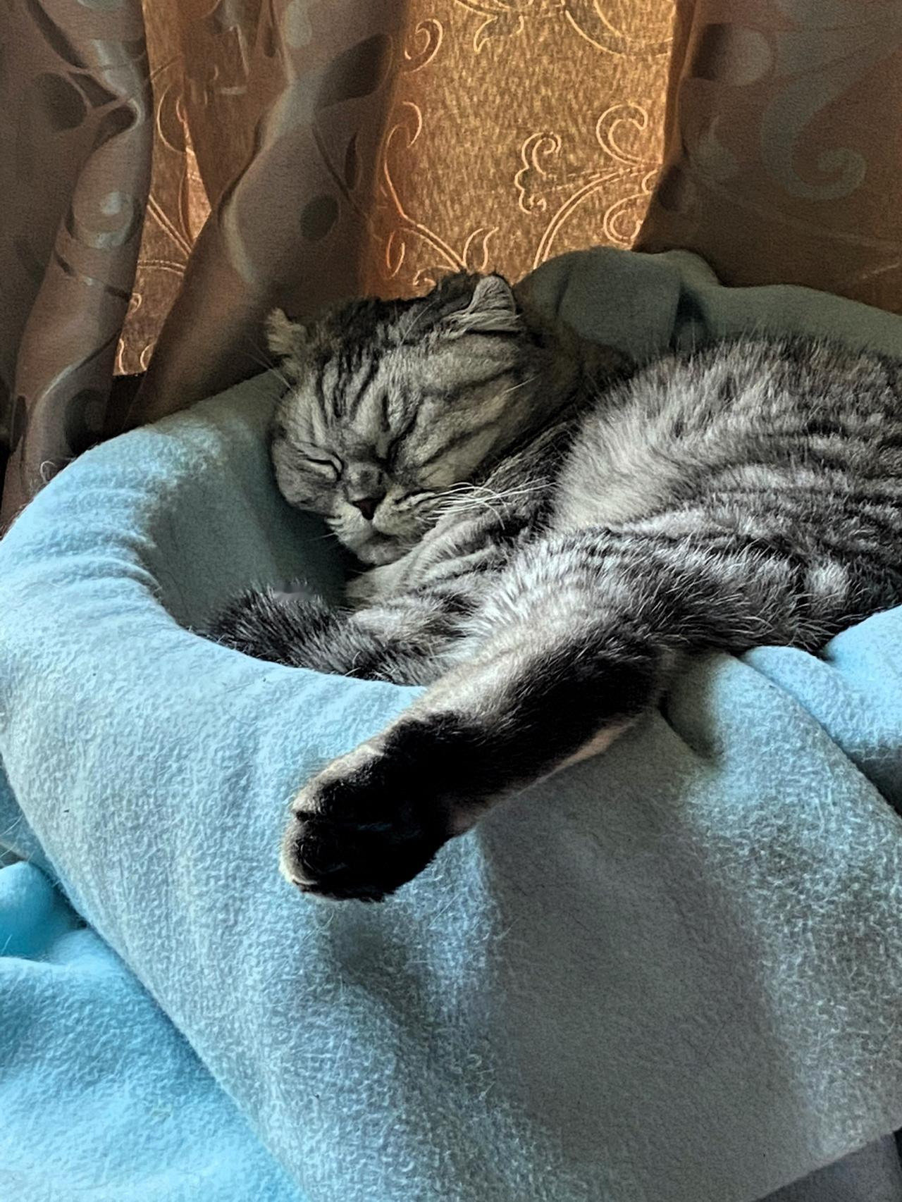 晒晒你家猫咪睡姿照呗