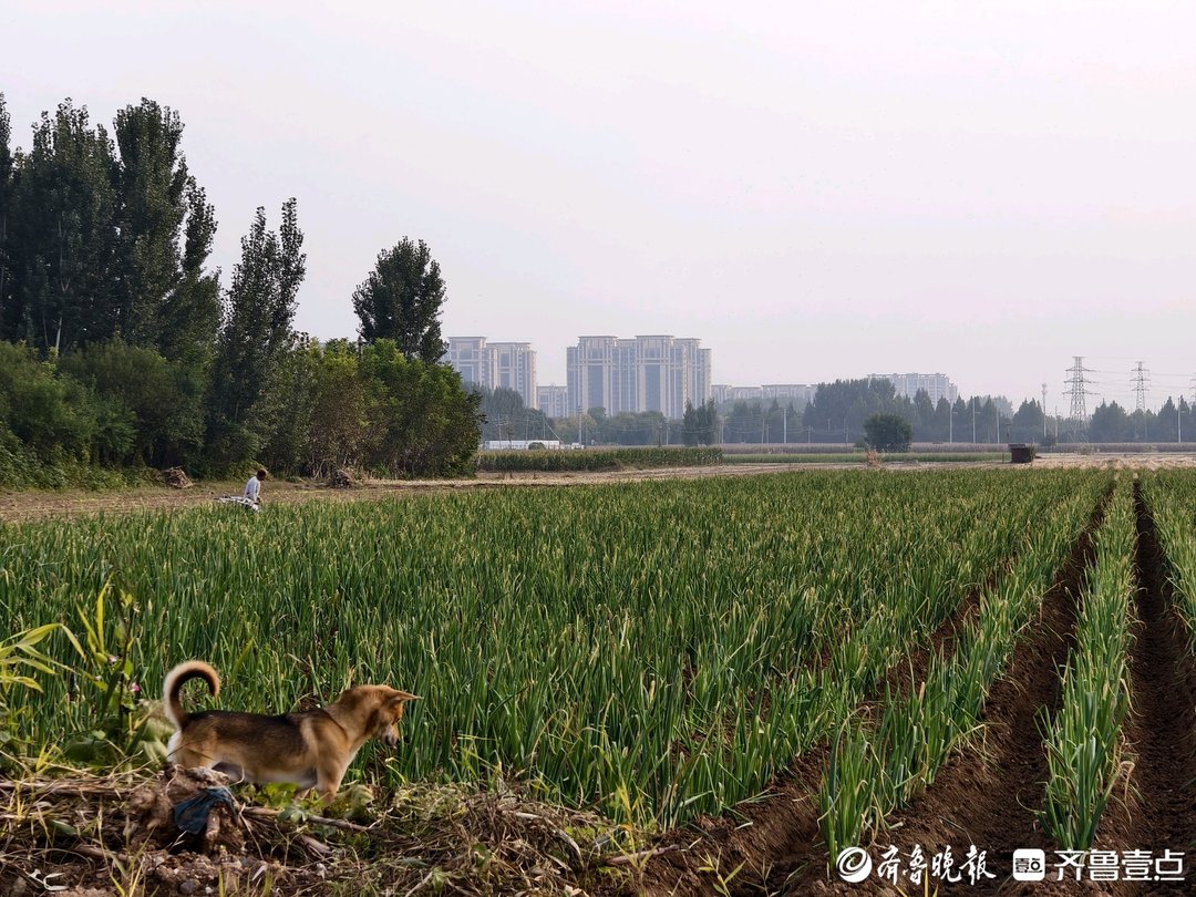 章丘大葱减产, 种植户多渠道“找销路”