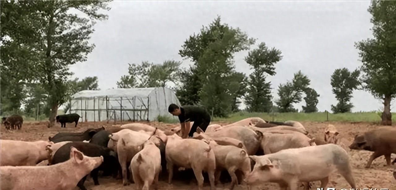 美媒咋说？中国治沙不用奇招，10万头猪就把沙漠变了样这事儿不是编的，就发生在内