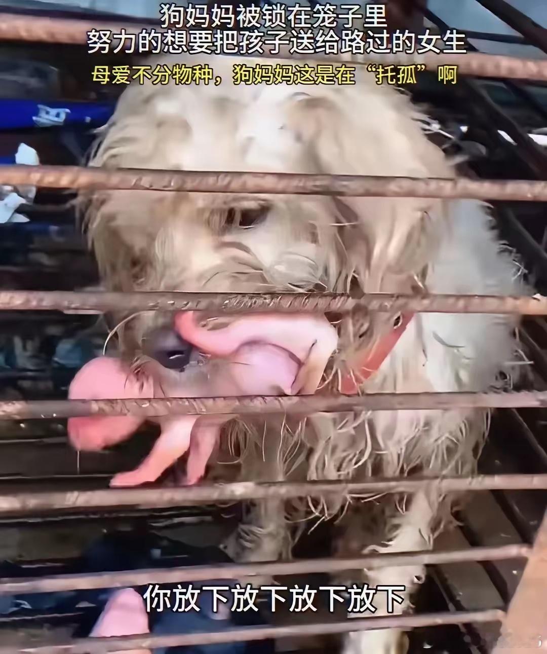 泪目了，这天一位小姐姐和闺蜜去菜场买菜，准备回去弄个火锅吃吃，可结果当她们走到卖