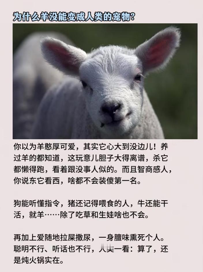 为什么羊没能变成人类的宠物？​​​