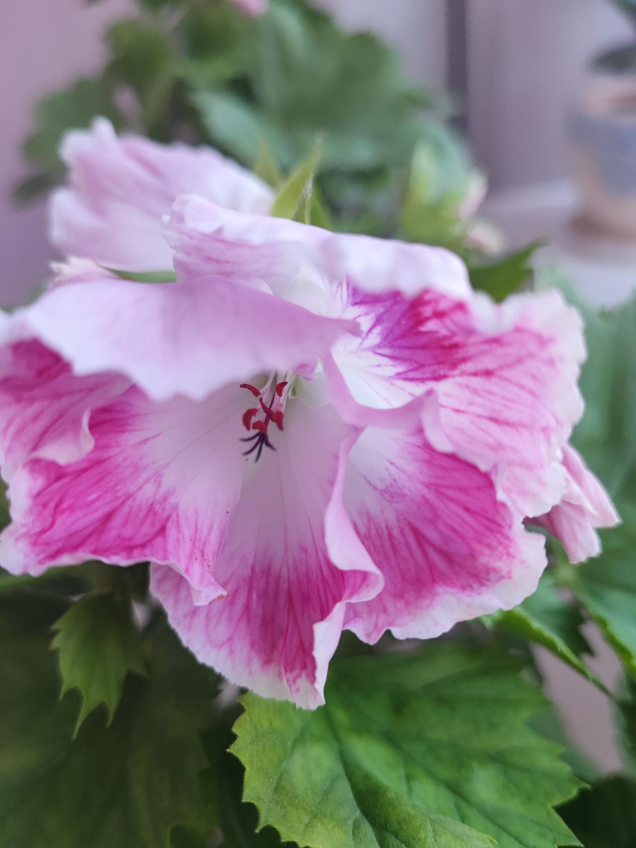 居然养出了花王！这颗天竺葵来了很久，总也不长花骨朵，其他的前前后后都开了，它就