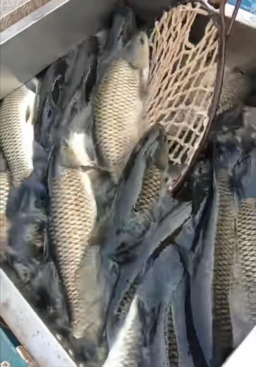 躲过了当年的孔雀石绿，躲过了各种违规兽药鱼，万万没想到，最后居然栽在了麻醉剂上！