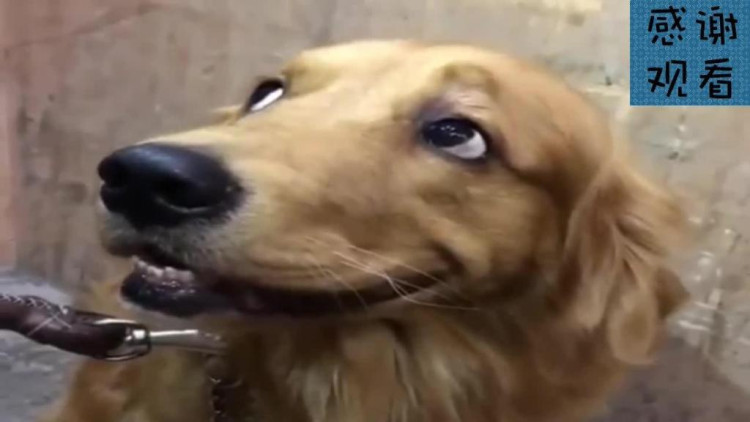 爸爸诬赖金毛轮胎放屁,可没想到金毛会这样反