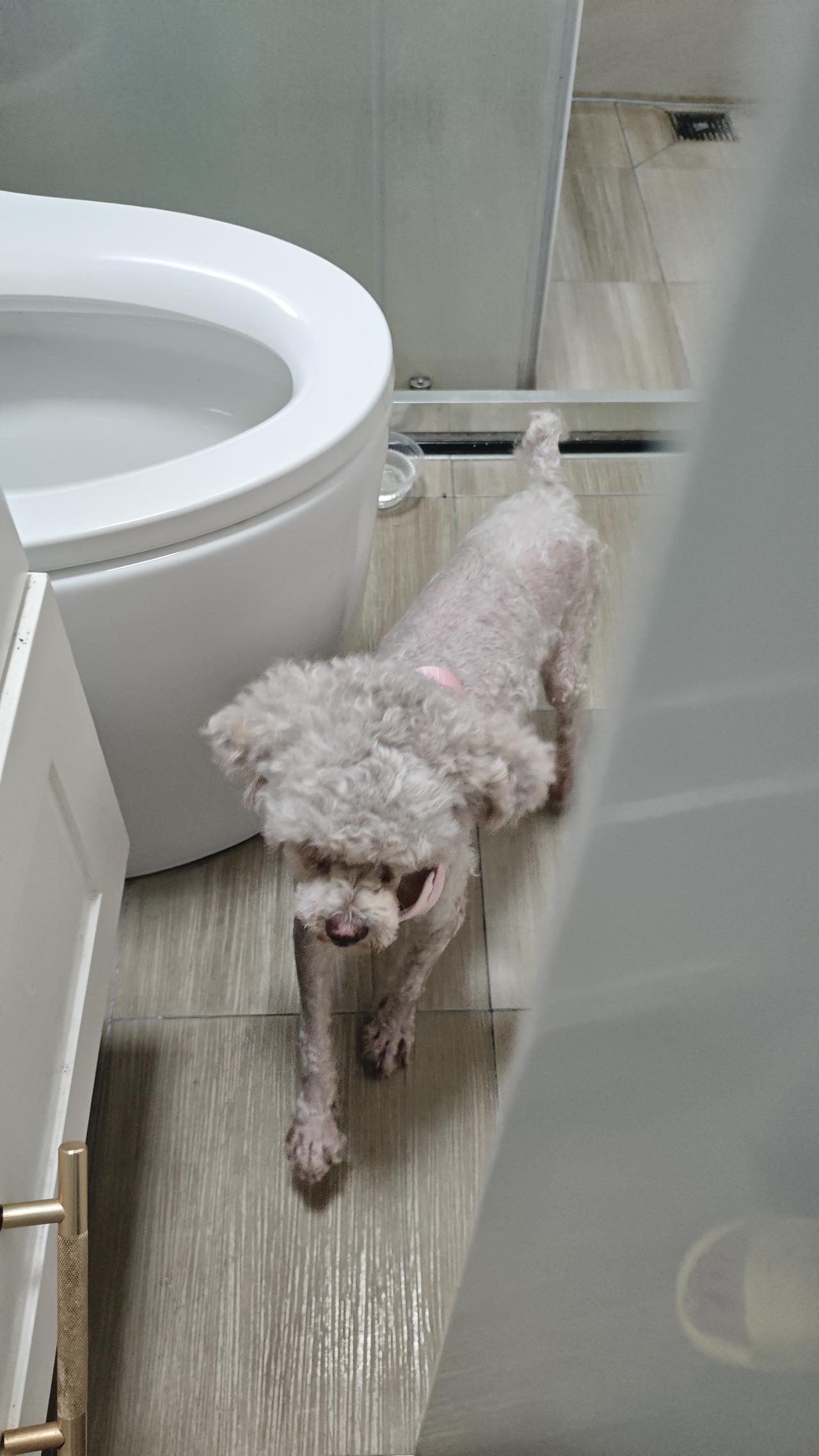 想不通，为什么有人会就这么喜欢猫猫狗狗？有时候真的不理解我老婆。明明我们两口