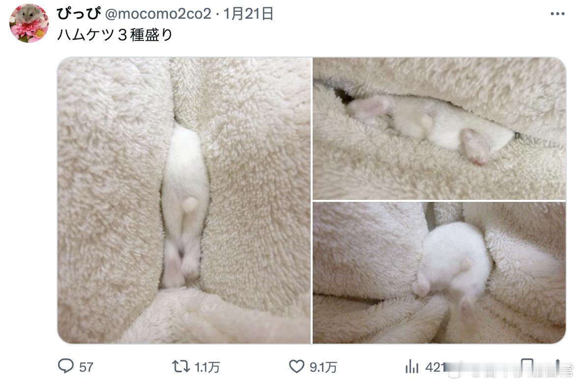 美美的三种仓鼠屁屁🐹[抱抱]