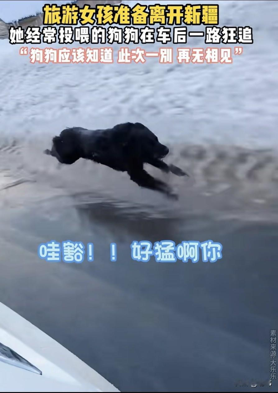 泪目了！一位小姐姐和朋友一起去新疆玩，在那里欣赏着美景的同时，她也认识了一只狗狗