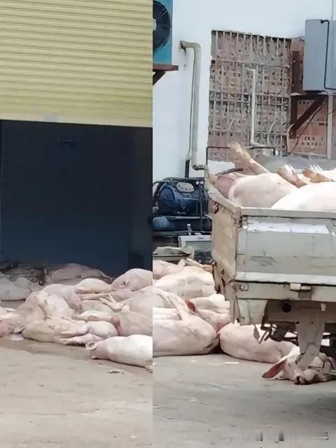 你看新闻了吗？就肉联厂门口堆满死猪那个。我今早去买肉，盯着猪肉上那个蓝章子看了半