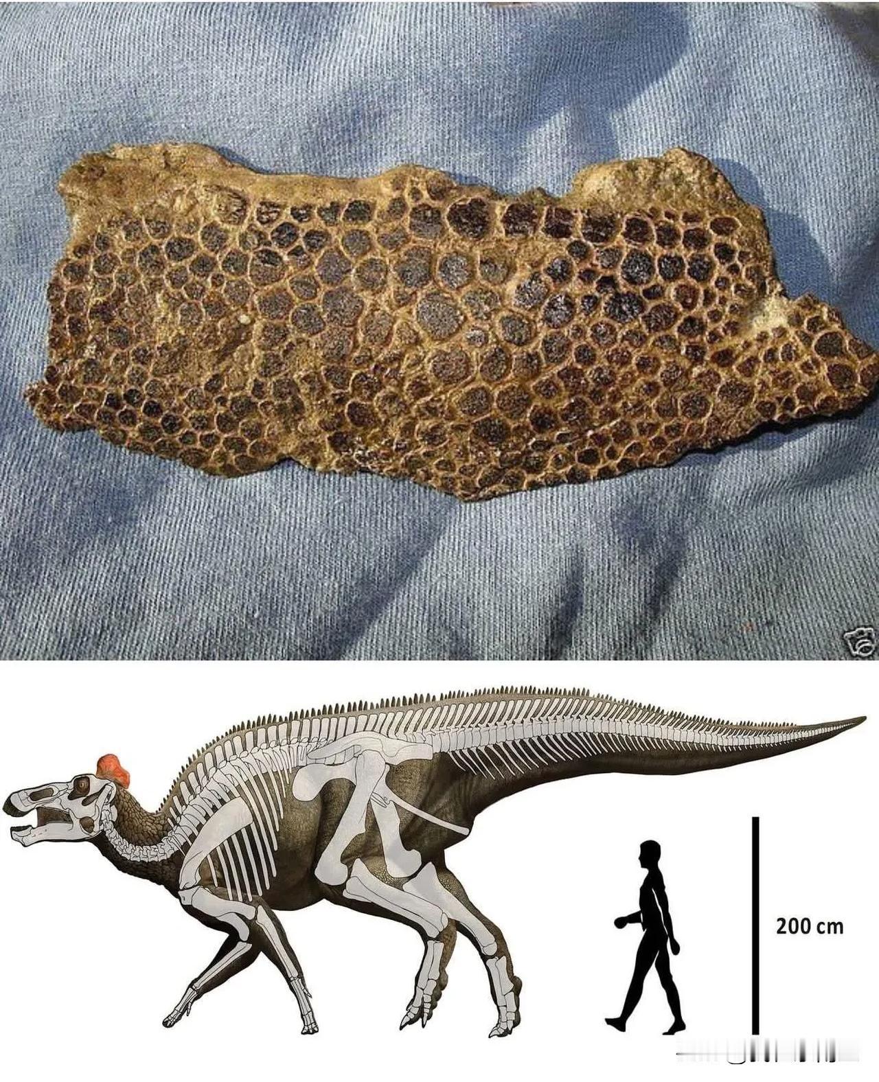 🦕🦕🦕🦖🦖🦖真正的恐龍皮膚化石。它屬於一種名為埃德蒙頓龍（E