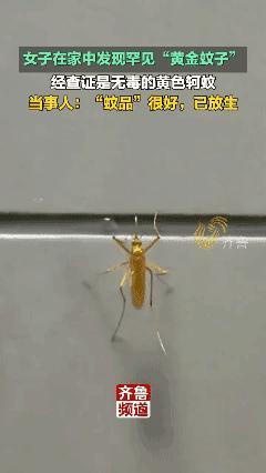 黄金活蚊子！你见过吗？🌚