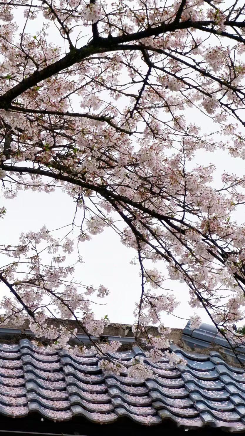 我发现一件千真万确的事，女人即使绝经后，每个月身体一样会有几天来月经时的反应。