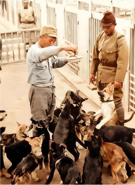 这张照片沾满鲜血的殖民暴行史，日军在东北建立的军犬训练体系，是其侵略机器中最残忍