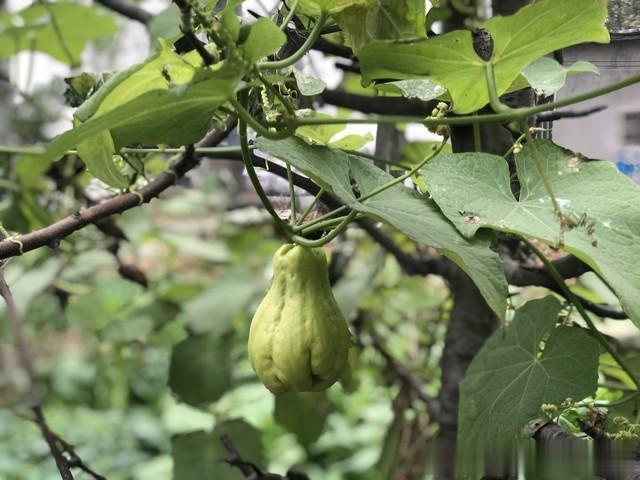 春分到清明种什么菜? 这8种必种蔬菜, 少管理不招虫, 高产吃不完