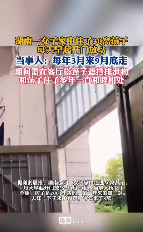 “太让人惊奇了！”湖南邵阳，一名女子的家里，从2002年起，每年三月春暖花开，燕
