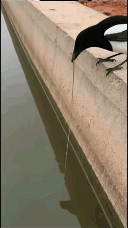 刚睡醒看到这一幕，这玩意会钓鱼？是不是我眼花了？[捂脸哭]