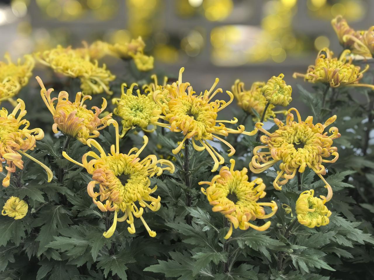 【菊韵（14）】