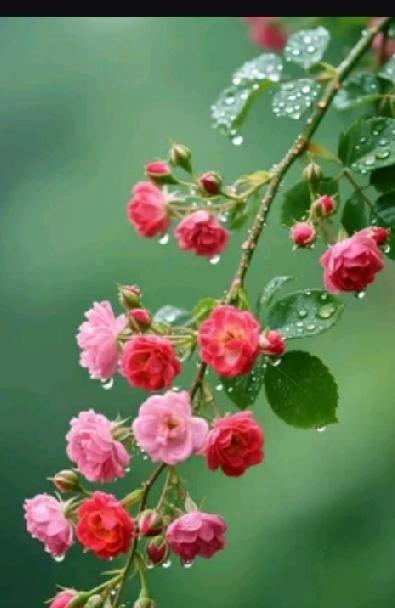 几块钱就能养好脾胃，这事儿我亲测有效！就说山药小米粥，成本超低。68岁的李桂兰喝