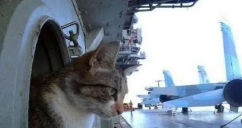 航母为啥要养猫？不只为抓老鼠你绝对想不到，在巨大的航母上
