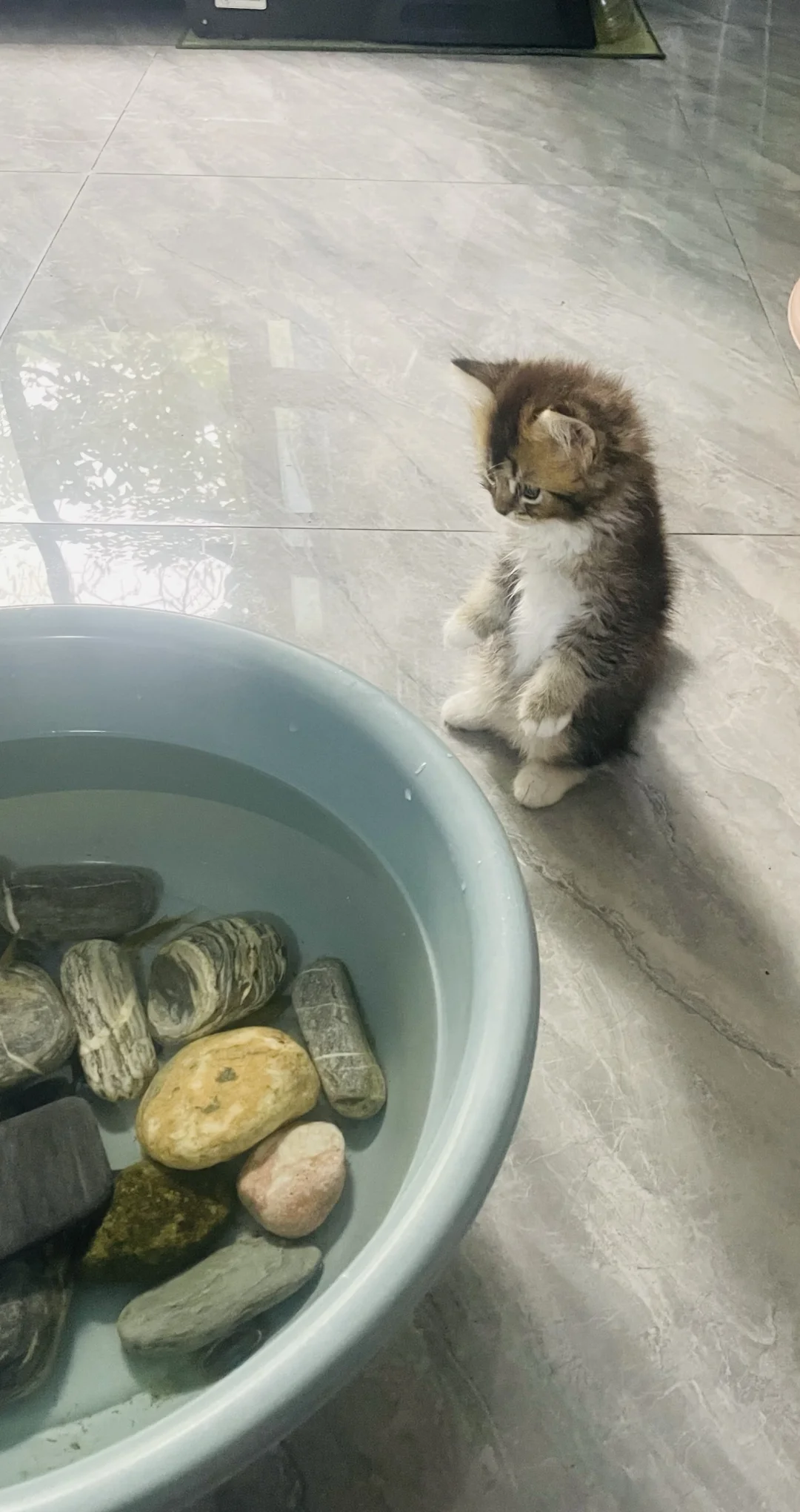 养了一只淘气的小猫咪🐱