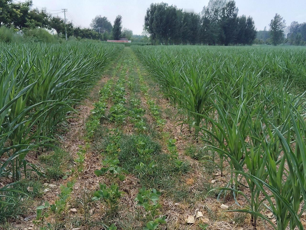 复合种植抖音助农