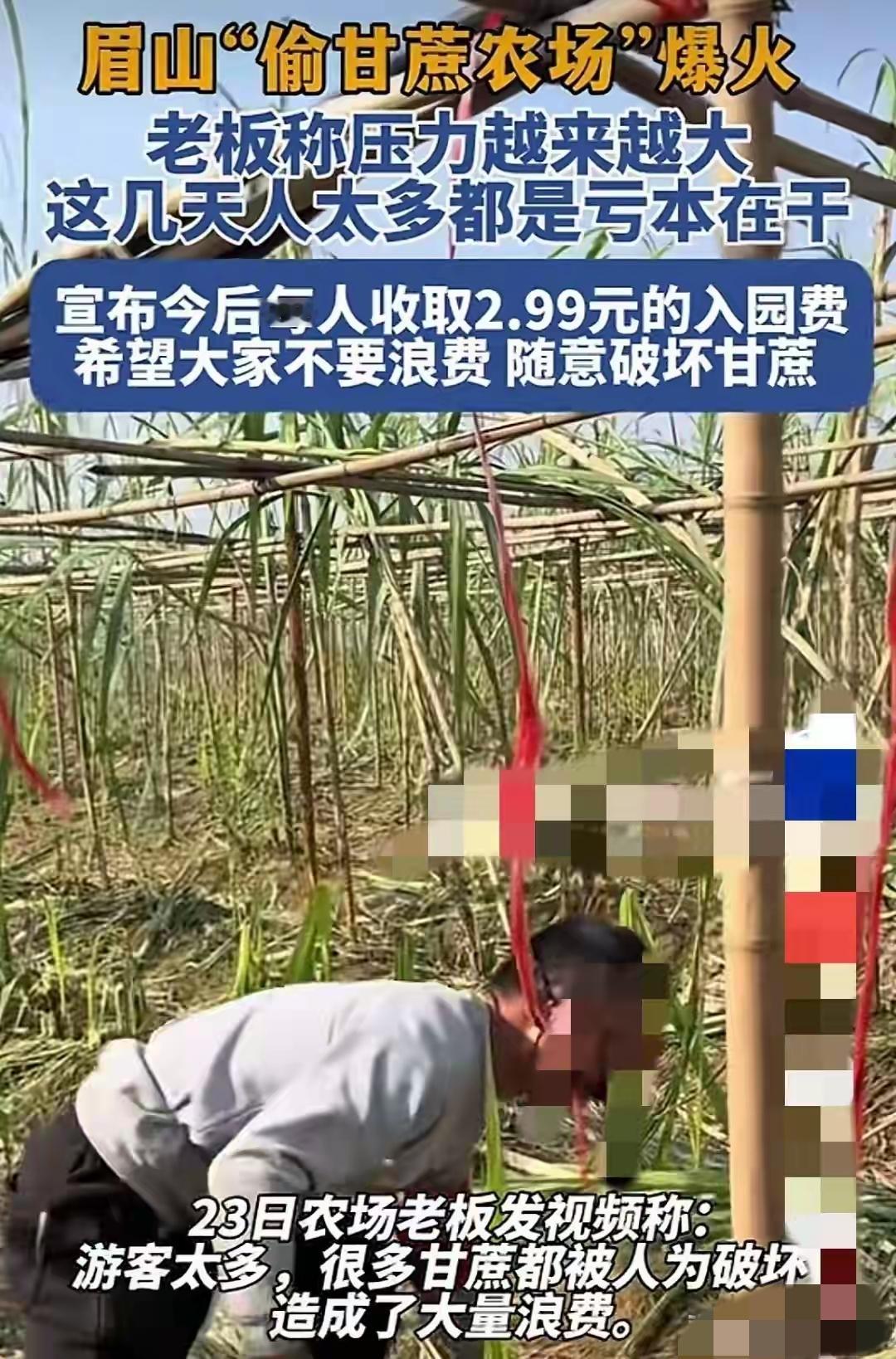 “甘蔗哥”奇招出奇效，没有做不到的，只有想不到的。之前因偷甘蔗上热搜的那个甘蔗哥