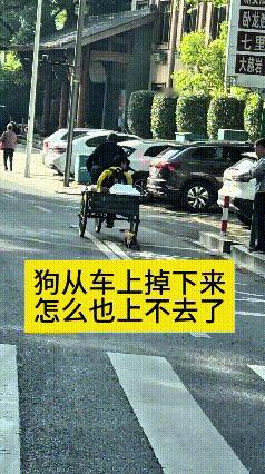哎呀妈呀，三轮车带着小狗往前走，小家伙一不小心从车上掉下来了。着急忙慌跟在车屁