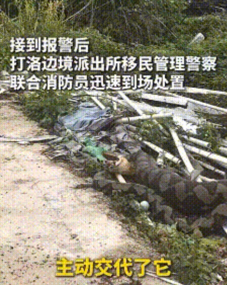 “还挺懂事！”西双版纳，4米长大蟒蛇偷偷遛进村民家，一口气吞下8只鸡！村民回家发