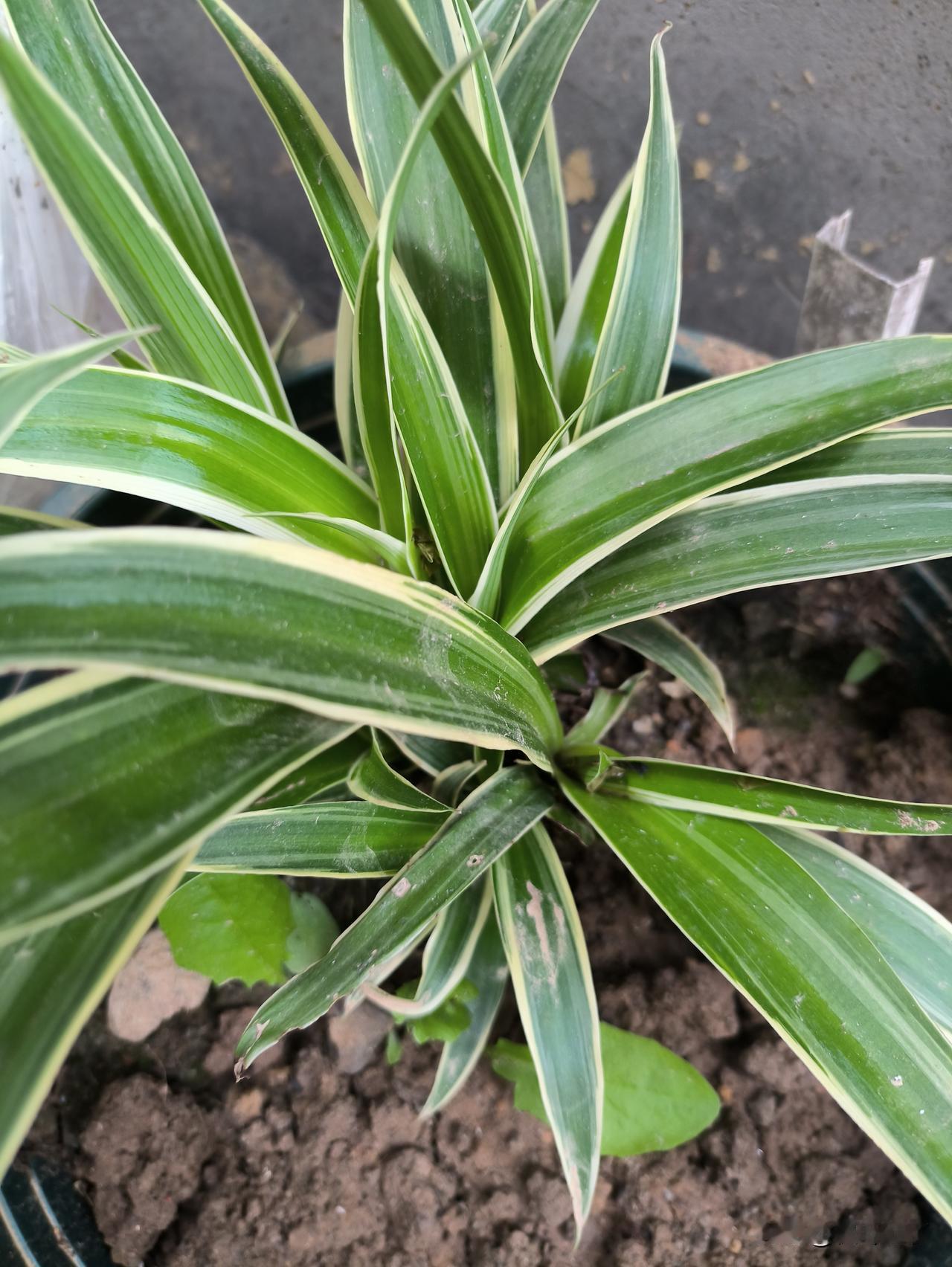 我很佩服我的表姑，今年78了，活的明白，非常有边界感。年前表姑夫