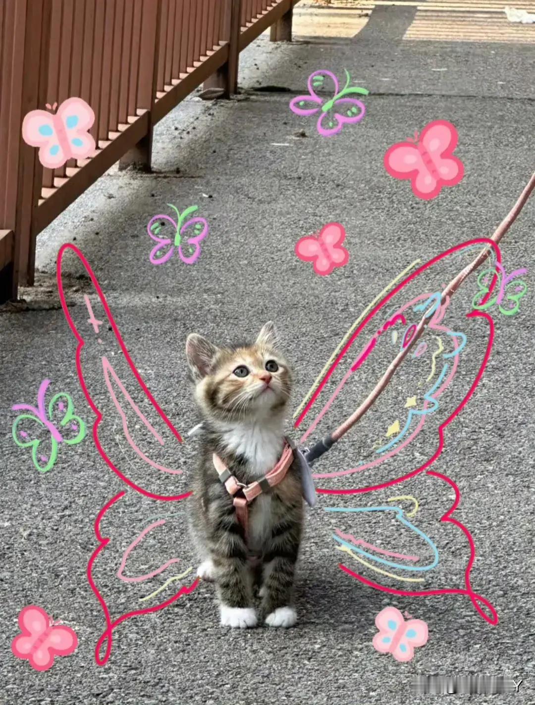 天使猫猫！